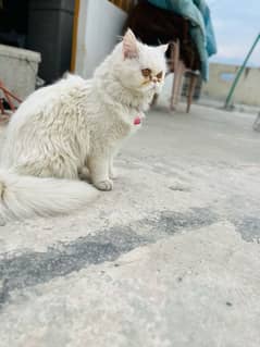 Persian Cat for Sale