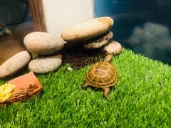 BABY TORTOISE WITH ENCLOSURE