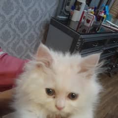 Persian kitten female. . . . . . .