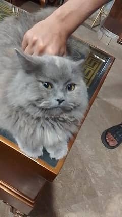 persian cat