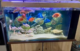 4 feet aquarium with big filter system