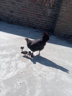 desi with chicks/Murgi with chicks/ Murgi for sale/ desi Murgi