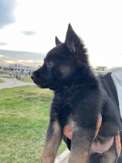 German Shepherd double coat Puppy