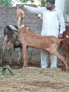 nagara gaban bakri sale