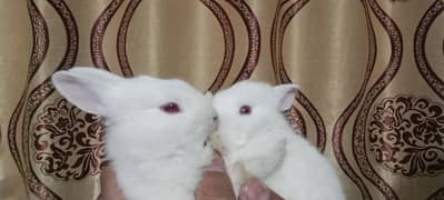 Rabbit babies pair