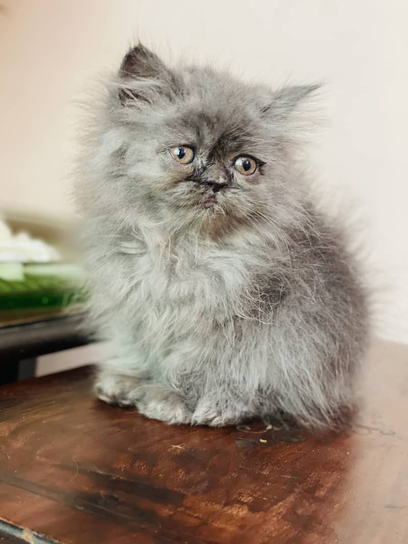 persian cat peki face kitten contact no 03247045050 1