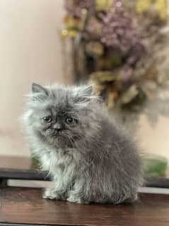 persian cat peki face kitten contact no 03247045050