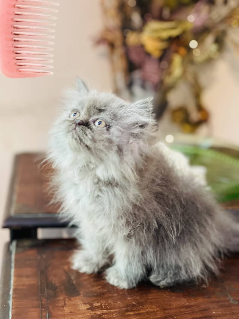 persian cat peki face kitten contact no 03247045050 2