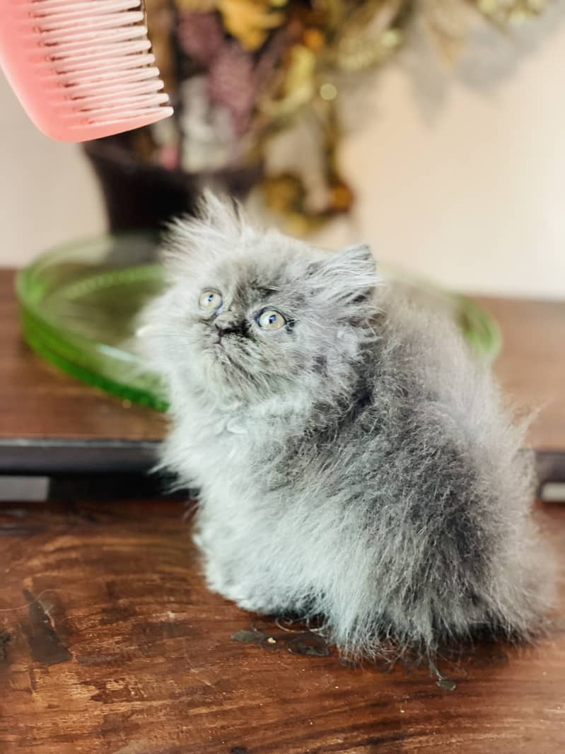 persian cat peki face kitten contact no 03247045050 3