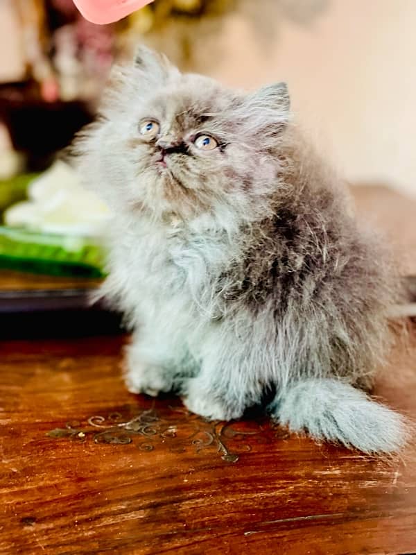 persian cat peki face kitten contact no 03247045050 4