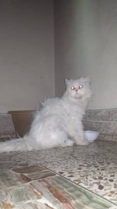 Persian Cat 3 coated