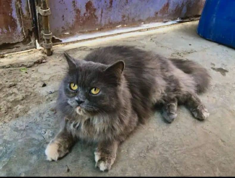 Fluffy Persian Female Cat Available : WhatsApp: 03228739639 0