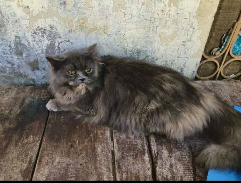 Fluffy Persian Female Cat Available : WhatsApp: 03228739639 2