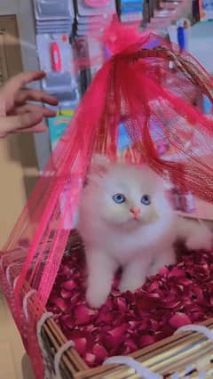 Persian kitten for urgent sale my WhatsApp number 03706577151