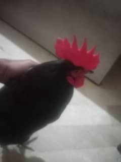 fancy hen