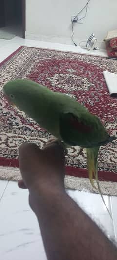 kashmir Raw Parrot