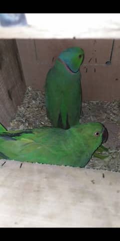 Green parrot pair