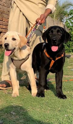 Labrador important bloodline pair for sale Available