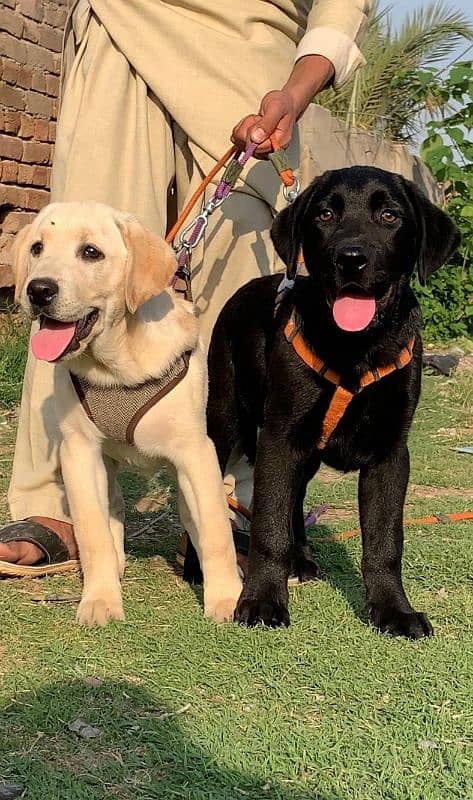 Labrador important bloodline pair for sale Available 0