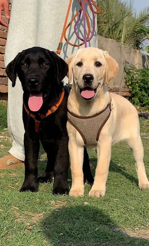 Labrador important bloodline pair for sale Available 1