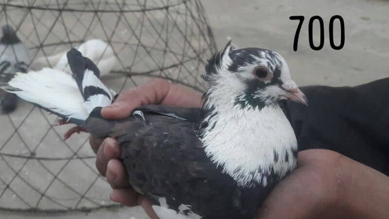 pigeons kabotar 8