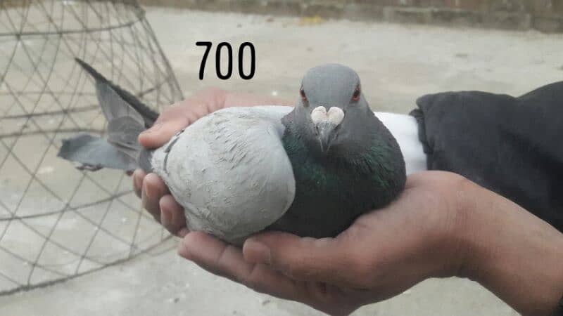 pigeons kabotar 10