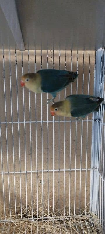 Lovebirds/ Albino Black Eye/ Parblue Split Inno/ Cage 2