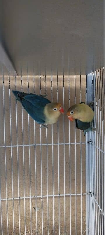 Lovebirds/ Albino Black Eye/ Parblue Split Inno/ Cage 3