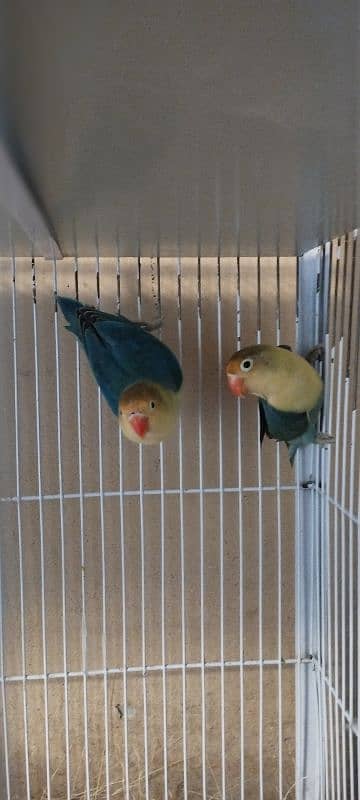 Lovebirds/ Albino Black Eye/ Parblue Split Inno/ Cage 1