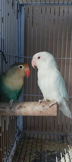 Lovebirds/ Albino Black Eye/ Parblue Split Inno/ Cage