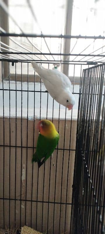 Lovebirds/ Albino Black Eye/ Parblue Split Inno/ Cage 4