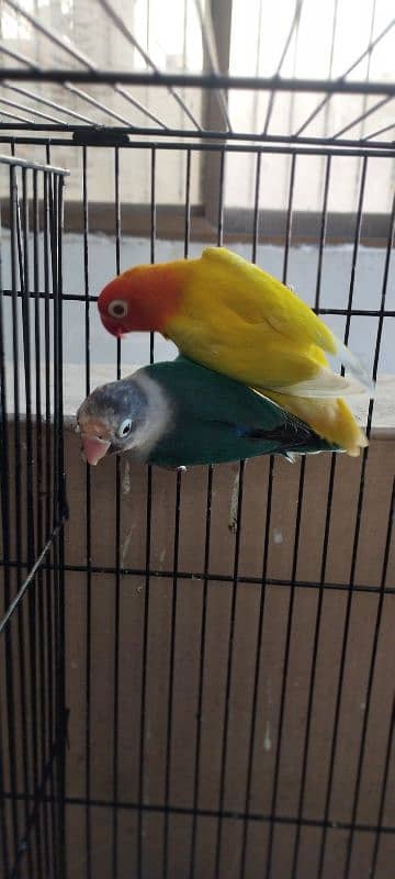 Lovebirds/ Albino Black Eye/ Parblue Split Inno/ Cage 5