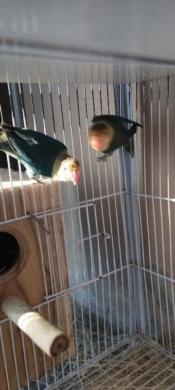 Lovebirds/ Albino Black Eye/ Parblue Split Inno/ Cage 6