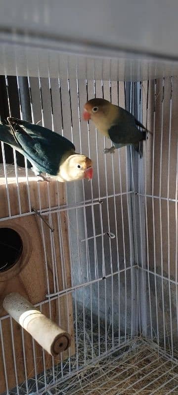 Lovebirds/ Albino Black Eye/ Parblue Split Inno/ Cage 7