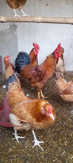 Desi Hens & Desi Cock