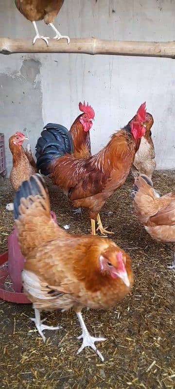 Desi Hens & Desi Cock 0