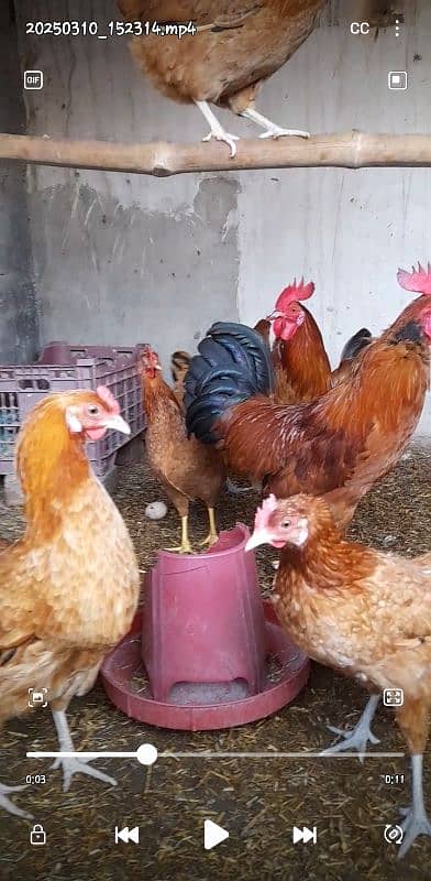 Desi Hens & Desi Cock 1