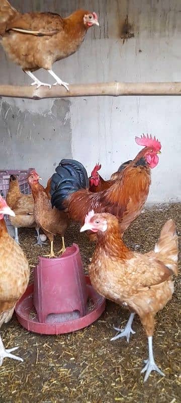 Desi Hens & Desi Cock 2