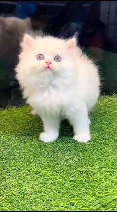 Persian kitten for urgent sale my WhatsApp number 03706577151