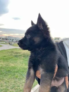 Double coated German shepherd