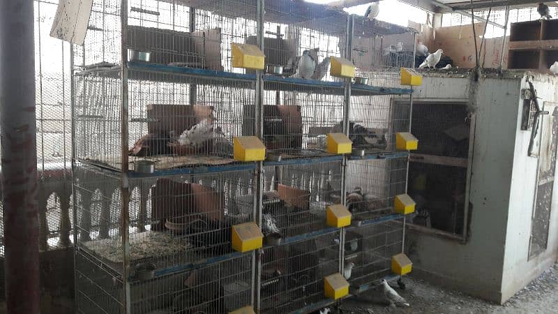 pigeons cages 2