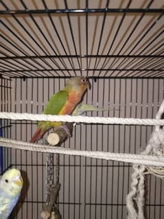 pineapple conure - high red factor - 6 months old