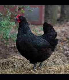 sale hens australorp