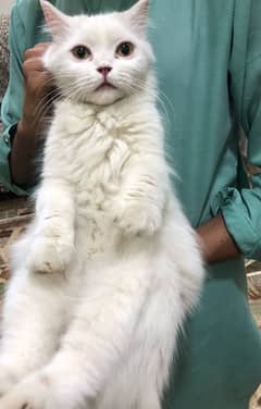 persian female cat