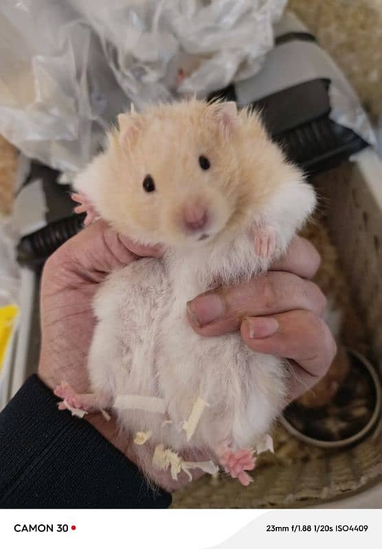 Syrian hamster 0