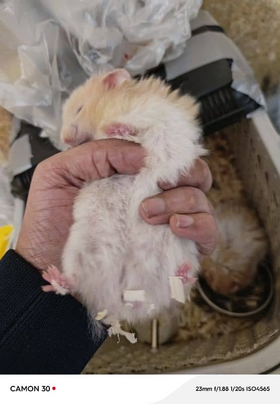 Syrian hamster 1