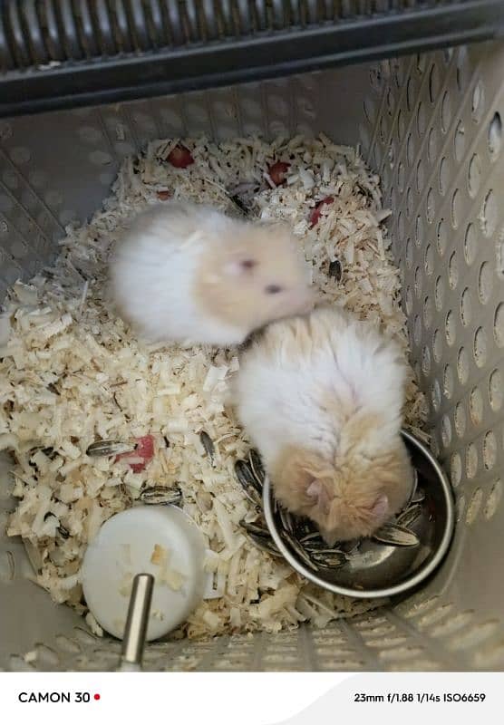 Syrian hamster 2