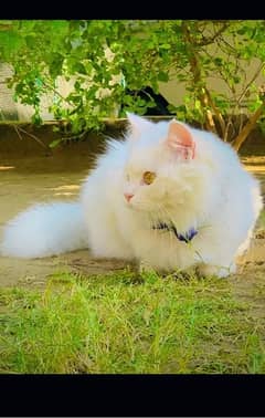 persian cat tripple coat