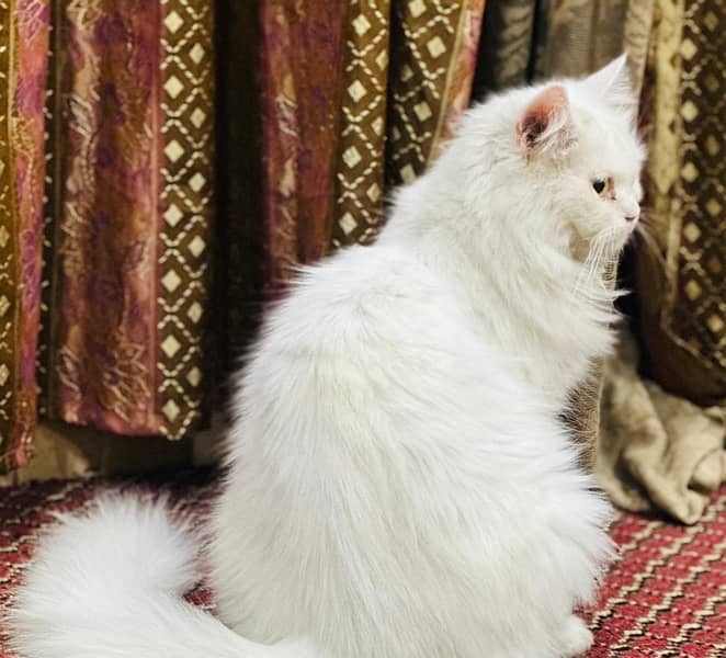 persian cat tripple coat 1