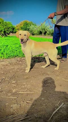 My Beautiful labrador dog for sale full train lovely dog. 0302.6o48951